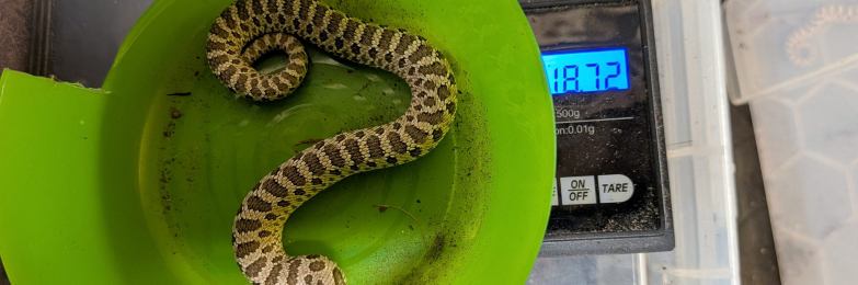 Male hognose conda pos het green line