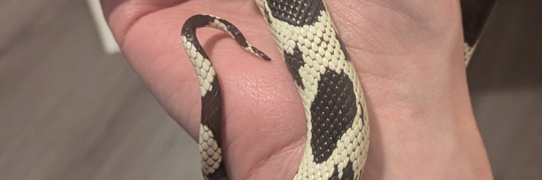 California King Snake