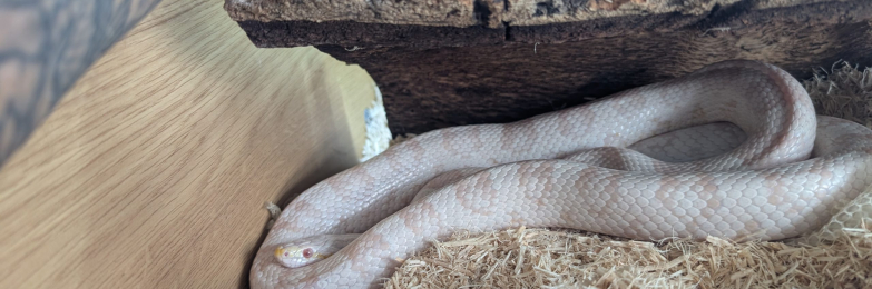 snow corn