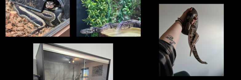 Ball Python & full vivarium