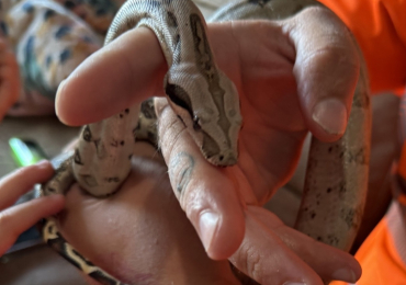 Boa for sale