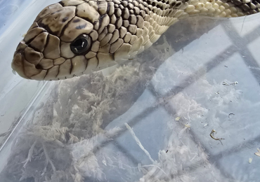 Florida Pine Snake