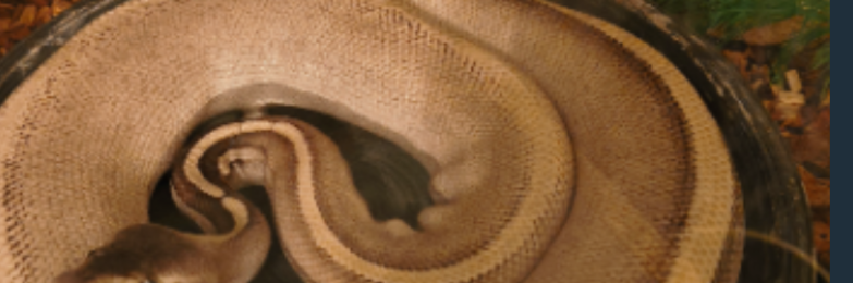 Purple Passion male ball python for sale