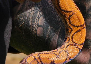 Brazilian Rainbow Boa