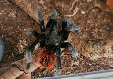 fully matured Guatemala red rump male