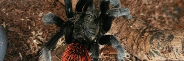 fully matured Guatemala red rump male