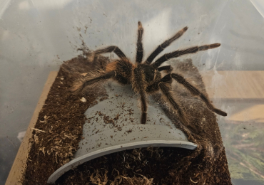 Lp fully matured male