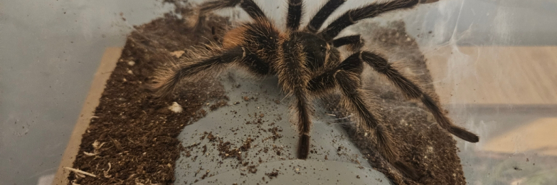 Lp  fully matured male