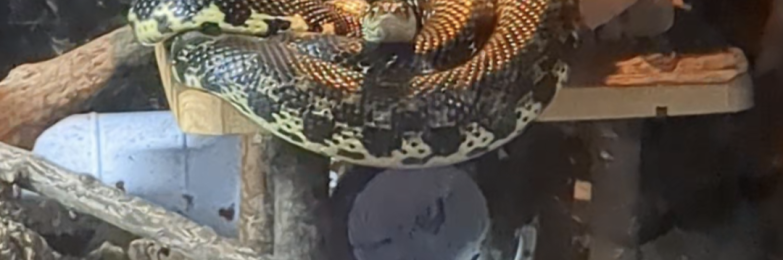 Madagascar Giant Hognose Snake