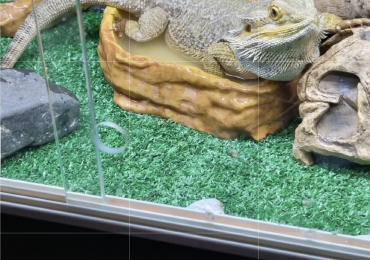 4 year old bearded dragon