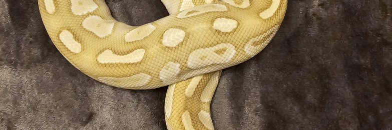 Royal python
