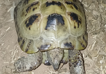 Female tortoise