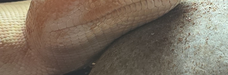 Albino Male Boa Constrictor