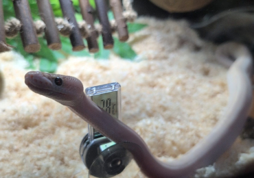 Young ball python