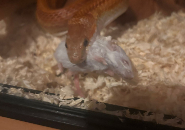 Female Cornsnake 5ft