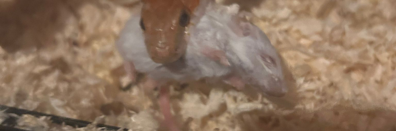 Female Cornsnake 5ft