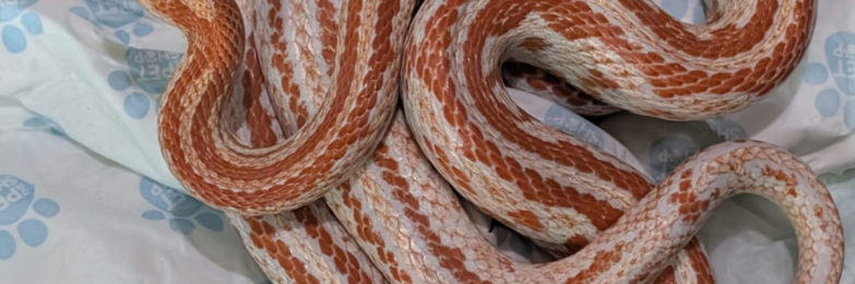 Amel Tessera Corn Snake