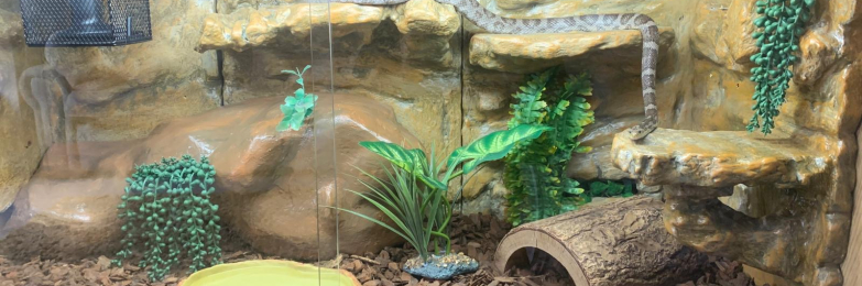 Corn Snake & vivarium included