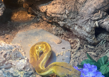 Female Dwarf Reticulated Python