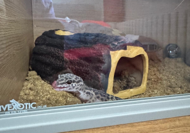 5 month old leopard gecko