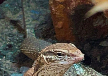 Juvenile ackii moniter