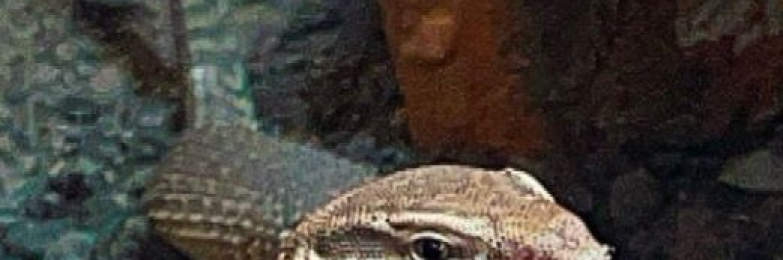 Juvenile ackii moniter