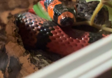 Honduran milk snake