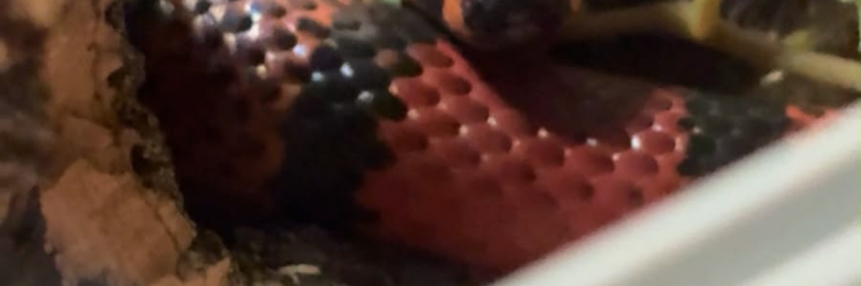Honduran milk snake