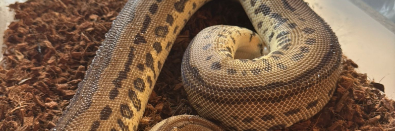 11x Royal Pythons for sale