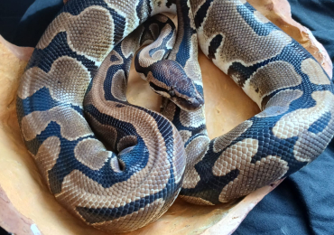 Royal python