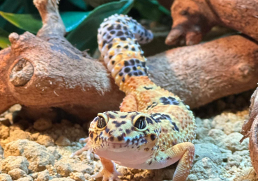 Tangerine Leopard Gecko