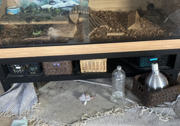 Friendly tortoise and full set up