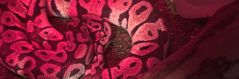 Super pastel yellow royal python