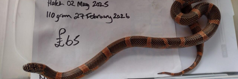 Female 2025 Apalchicola King Snake