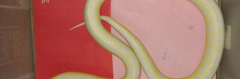 Adult female albino Cali King