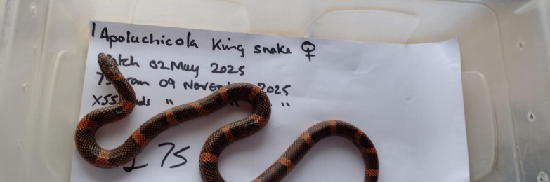 Apalachicola King Snake