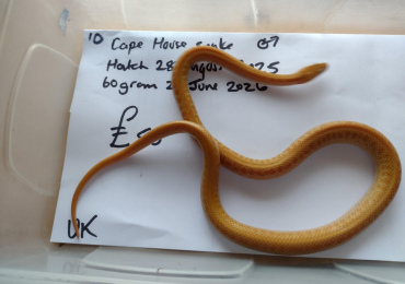 Male Albino Cape House Snake