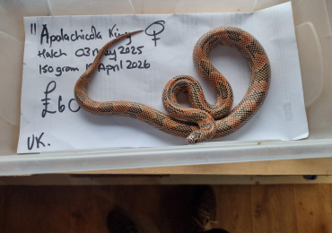 Female Grown on Apalachicola King