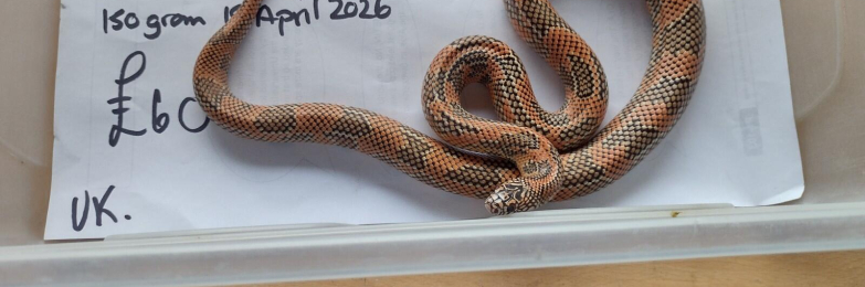 Female Grown on Apalachicola King