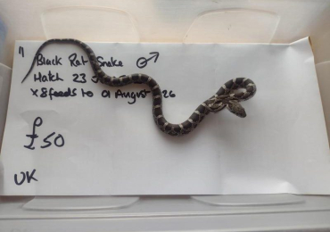 2026 hatch Male Black Rat Snake