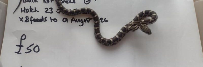 2026 hatch Male Black Rat Snake