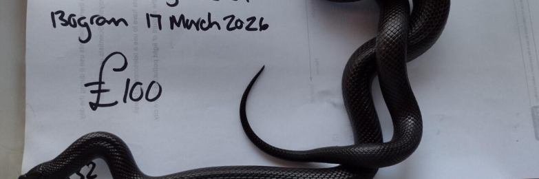 Grown on Female Mexican Black King Snake