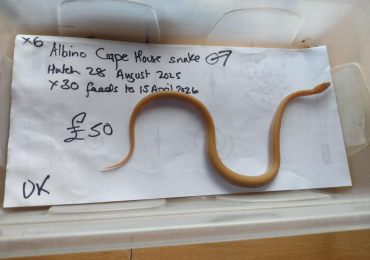 Male Albino Cape House Snake