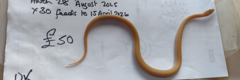 Male Albino Cape House Snake