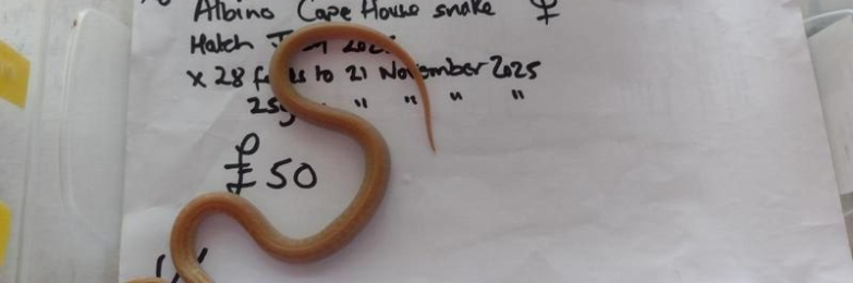Female Albino Cape House Snake