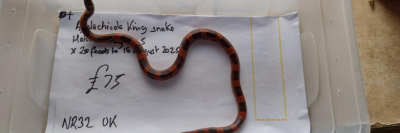 Apalachicola King Snake