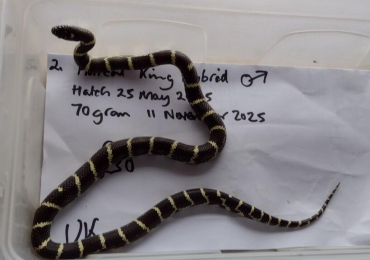 Florical king Hybrid