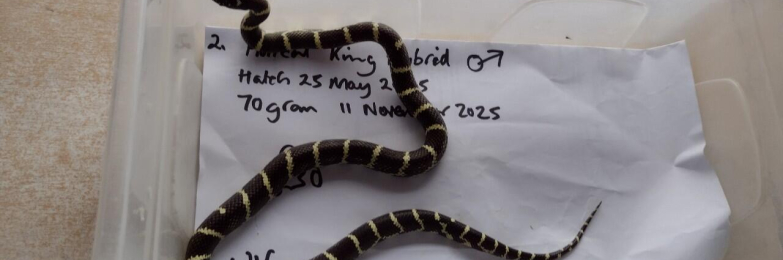 Florical king Hybrid