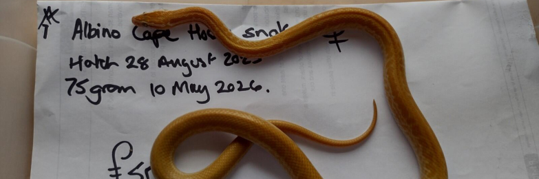 2025 Female Albino House Snake