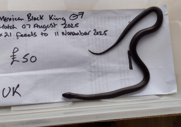 Male 2025 Mexican Black King Snake